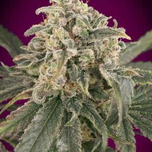 Auto Amnesia Granel 100 ud.